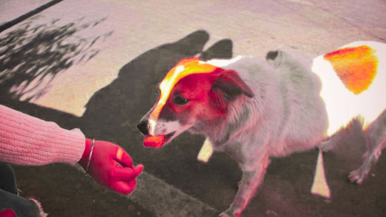 If you are fond of feeding stray dogs, then read this news